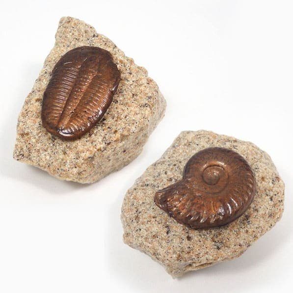 Dome And Helix Pokemon Fossils Shut Up And Take My Yen : Anime & Gaming Merchandise